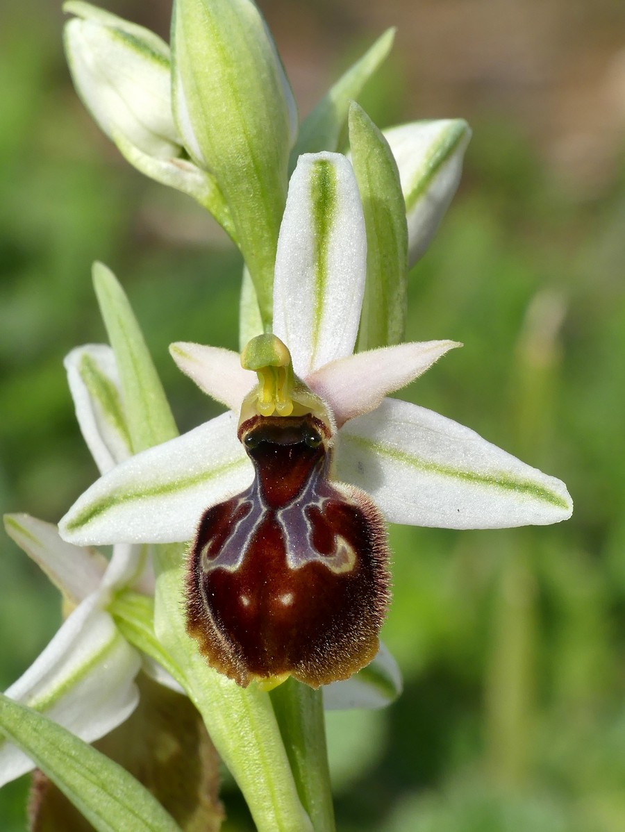 Ophrys exaltata subsp. montis-leonis e forme di variabilit nel Lazio, marzo e aprile 2018